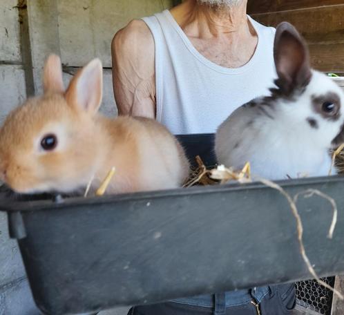 Kleurdwerg 7/8 wk  (man), Dieren en Toebehoren, Konijnen, Dwerg, Mannelijk, 0 tot 2 jaar