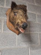 Opgezet wild zijnekop, Collections, Collections Autre, Enlèvement, Utilisé