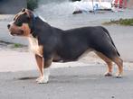 Prachtig American bully Teefje, Dieren en Toebehoren, Honden | Bulldogs, Pinschers en Molossers, Nederland, 15 weken tot 1 jaar