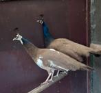 Violetpauwen, Dieren en Toebehoren, Meerdere dieren, Geringd