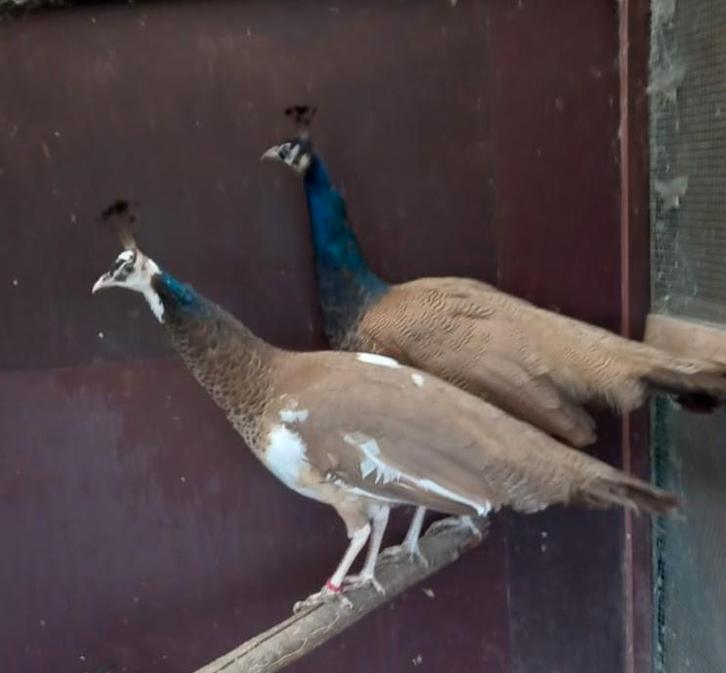 Violetpauwen, Animaux & Accessoires, Oiseaux | Oiseaux Autre, Plusieurs animaux, Domestique, Bagué