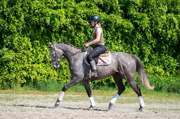 Mega braaf en betrouwbaar paard met drie zeer nette gangen!! beschikbaar voor biedingen