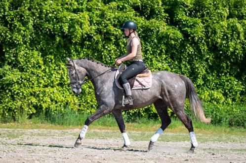 Mega braaf en betrouwbaar paard met drie zeer nette gangen!!, Dieren en Toebehoren, Paarden, Ruin, B, 160 tot 165 cm, 3 tot 6 jaar