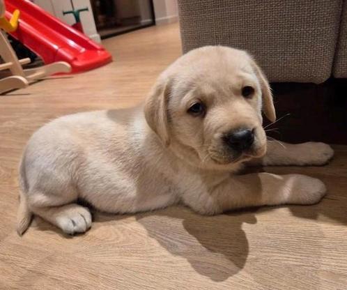 Blonde Labrador pups (ouders getest), Dieren en Toebehoren, Honden | Retrievers, Spaniëls en Waterhonden, Meerdere dieren, Labrador retriever