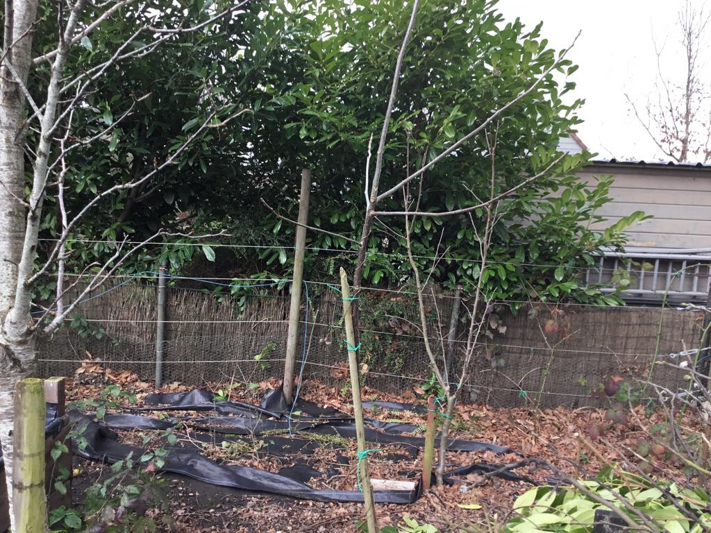 Notenboom vuistnoten, Tuin en Terras, Ophalen