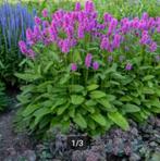 Stachys monieri 'Hummelo', Ophalen, Zomer, Vaste plant, Bodembedekkers
