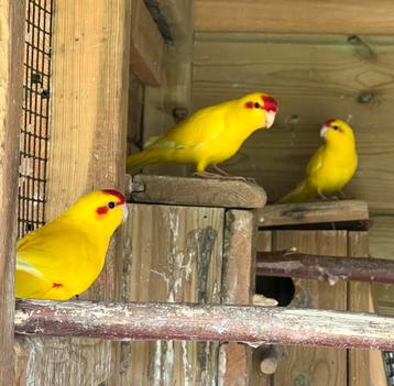 Kakariki, kakarikies.