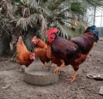 Broedeieren van hybride legkippen, Dieren en Toebehoren, Pluimvee