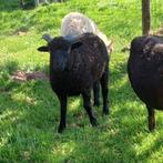 Ouessant, Dieren en Toebehoren, Schapen, Geiten en Varkens