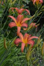 Hemerocalis, hoge soort, oranje bloemen, Ophalen, Zomer, Vaste plant, Volle zon