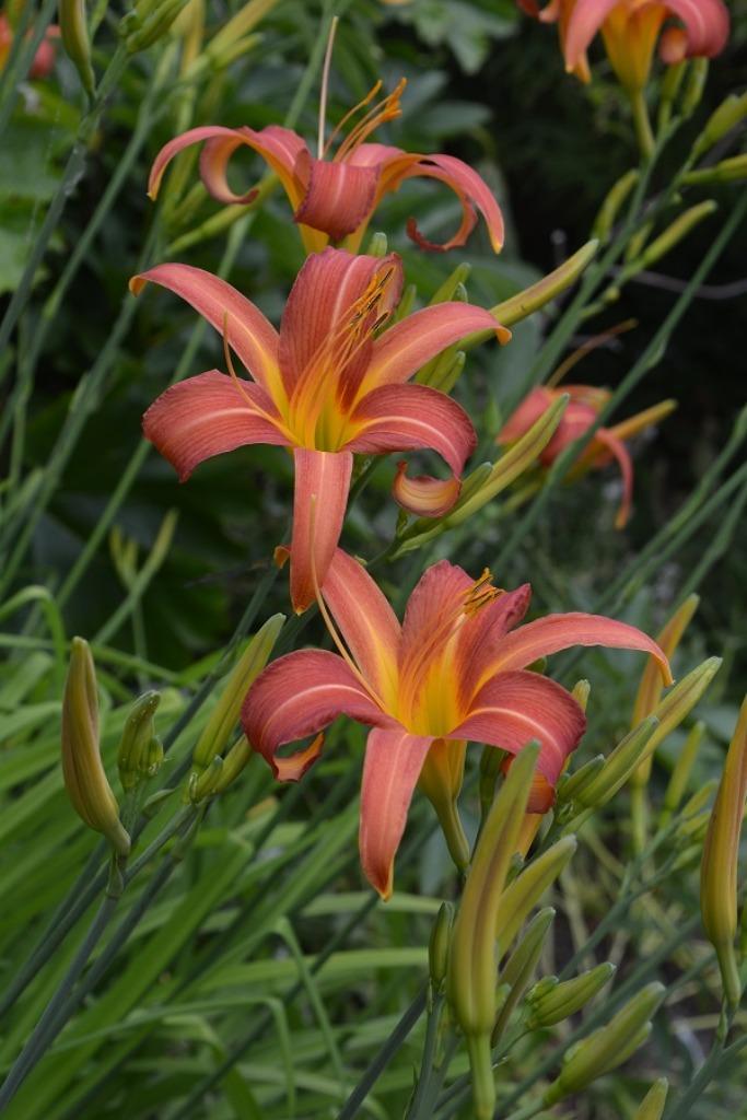 Hemerocalis, hoge soort, oranje bloemen, Tuin en Terras, Planten | Tuinplanten, Vaste plant, Volle zon, Zomer, Ophalen