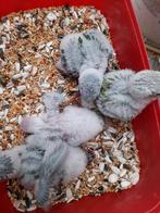 Op zoek naar baby conure, pyrrura charleroi, Dieren en Toebehoren, Vogels | Parkieten en Papegaaien