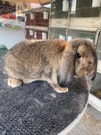 Duitse hangoor konijn, Dieren en Toebehoren, Konijnen, Hangoor