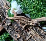 Gargoyle gecko (nakweek september 2023), Animaux & Accessoires, Reptiles & Amphibiens