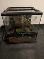 Terrarium met wimpergekko, Dieren en Toebehoren, Reptielen en Amfibieën