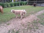 2 ooien swifters, Dieren en Toebehoren, Schapen, Geiten en Varkens