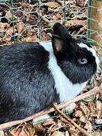 Bonte kleurdwerg voedster van 9/7!!!, Dieren en Toebehoren, Konijnen