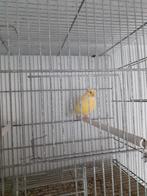 Fife fancy kanaries, Dieren en Toebehoren, Vogels | Kanaries