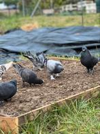 Takla duiven, Dieren en Toebehoren, Tuimelaar of Roller