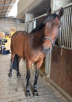 Recreatief springpaard te koop, Animaux & Accessoires, Chevaux, Avec pedigree, L, 160 à 165 cm, Cheval de récréation