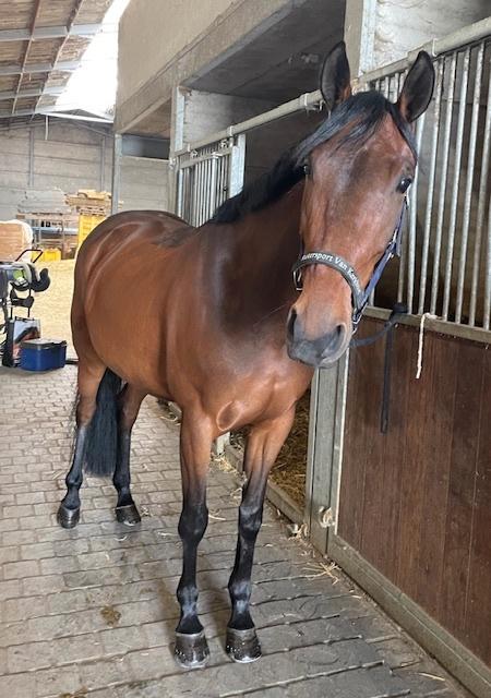 Recreatief springpaard te koop, Animaux & Accessoires, Chevaux, Jument, L, 160 à 165 cm, 7 à 10 ans, Cheval de récréation, Avec pedigree