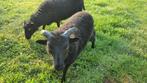 Ouessant ramlammetjes, Dieren en Toebehoren, Schapen, Geiten en Varkens