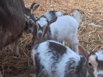 Choco tan bont hermelijn dwergeitjes, Dieren en Toebehoren, Schapen, Geiten en Varkens