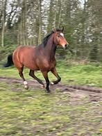 Drachtige merrie van extreme us(elite merrie), Merrie, Gechipt, Niet van toepassing, Dressuurpaard