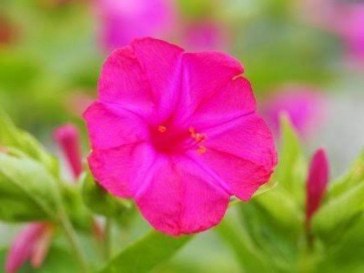 Mirabilis Jalapa, Tuin en Terras, Planten | Struiken en Hagen, Ophalen