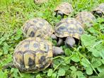 Griekse landschildpadden (THB), Animaux & Accessoires, Reptiles & Amphibiens, Tortue, 0 à 2 ans