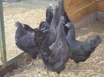 kippen : Ayam Cemani, Dieren en Toebehoren, Pluimvee, Meerdere dieren, Kip