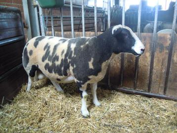 schapen dekram