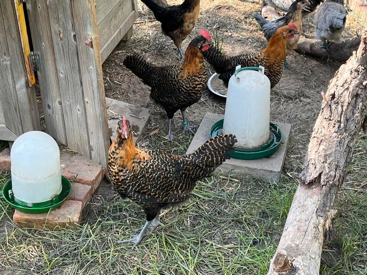 Zottegems hoen haantjes, Dieren en Toebehoren, Pluimvee, Kip, Mannelijk
