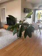 philodendron imperial green, Ophalen