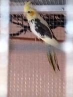 te koop valkparkiet, Dieren en Toebehoren, Vogels | Parkieten en Papegaaien, Geslacht onbekend, Parkiet