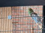 3 grasparkieten van mei geboren 5 peer vogel, Dieren en Toebehoren, Vogels | Parkieten en Papegaaien
