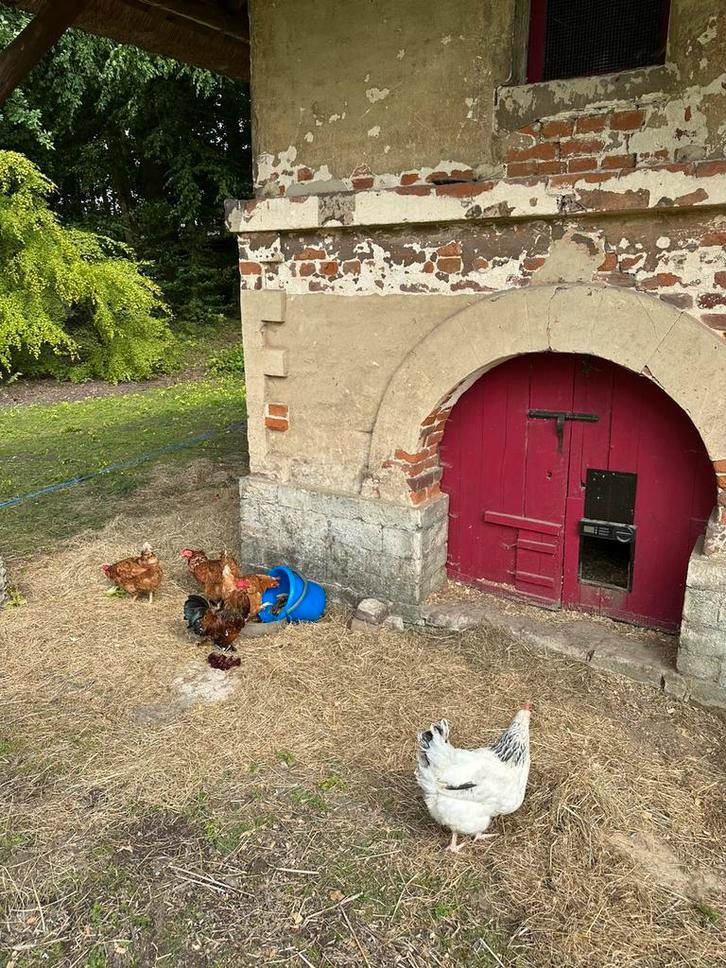 Sanctuaire pour poules, Animaux & Accessoires, Volatiles | Accessoires, Comme neuf, Enlèvement