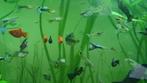 Guppys, mollys, garnalen, appelslakken, planten, Dieren en Toebehoren, Vissen | Aquariumvissen, Vis, Zoetwatervis
