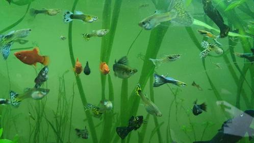 Guppys, mollys, garnalen, appelslakken, planten, Dieren en Toebehoren, Vissen | Aquariumvissen, Zoetwatervis, Vis