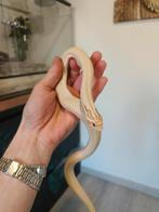 Hogenose snake