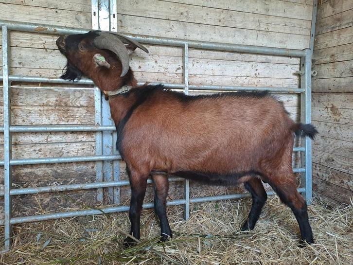 Melkgeit bok 2,5 jaar, Dieren en Toebehoren, Schapen, Geiten en Varkens, Geit, Mannelijk, 3 tot 5 jaar