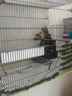 Heel goede zanger kanarie