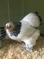 Brahma kriel, Dieren en Toebehoren, Meerdere dieren, Kip