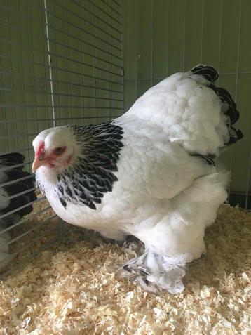 Brahma kriel beschikbaar voor biedingen
