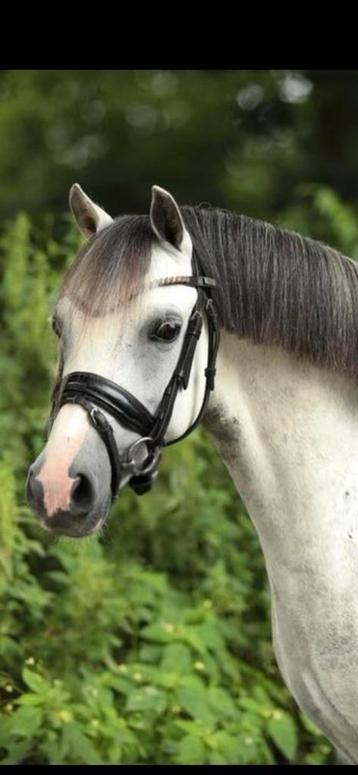 Mooie B pony , welsh beschikbaar voor biedingen