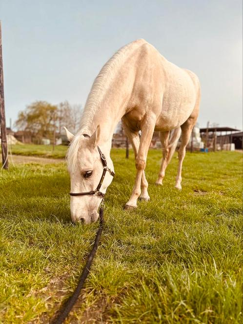 Verzorgster gezocht, Animaux & Accessoires, Chevaux, Jument, Débourré, Moins de 160 cm, 7 à 10 ans, Cheval de récréation, Avec puce électronique