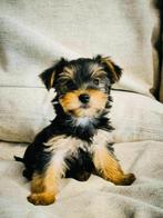 Belgische york shire pupjes te koop, Dieren en Toebehoren, Honden | Jack Russells en Terriërs, CDV (hondenziekte), Meerdere, 8 tot 15 weken