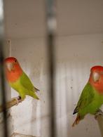 Rosei collis cinnamon, Dieren en Toebehoren