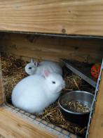 Kleur dwerg konijntje. . . Pooltje, Dieren en Toebehoren, Konijnen, Klein