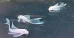 Snow white longfin ancistrus, Dieren en Toebehoren, Vissen | Aquariumvissen